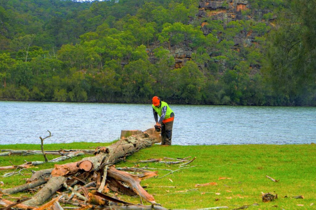 Delrio - commercial tree removal
