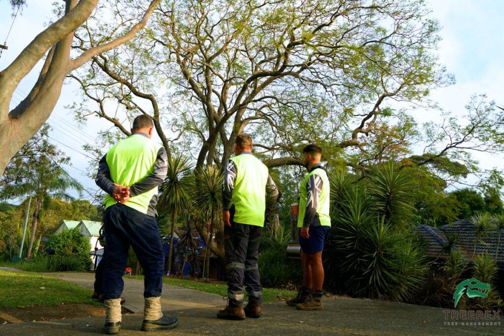 Sydney arborist consultation