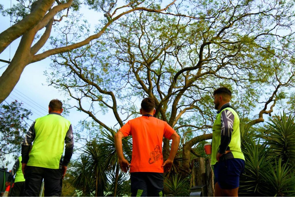 certified arborist assessment in Sydney