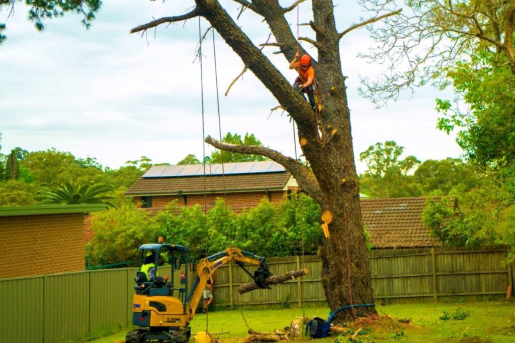 residential tree removal in Epping