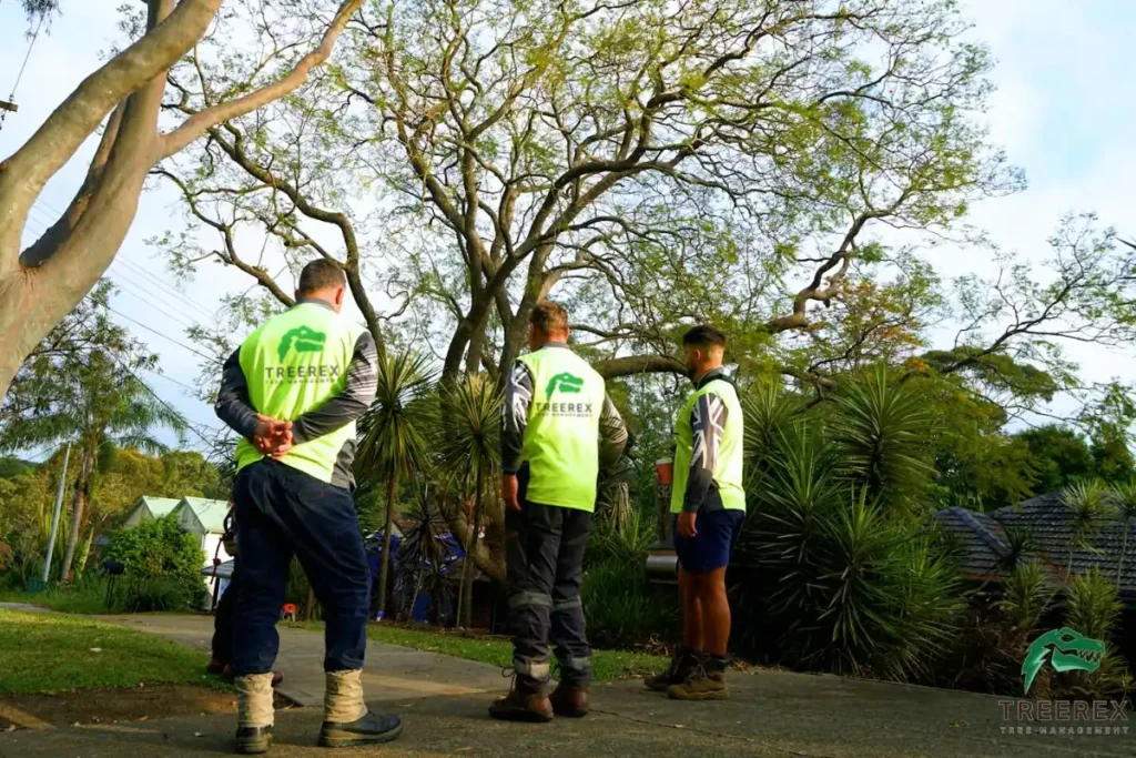 Sydney arborist consultation