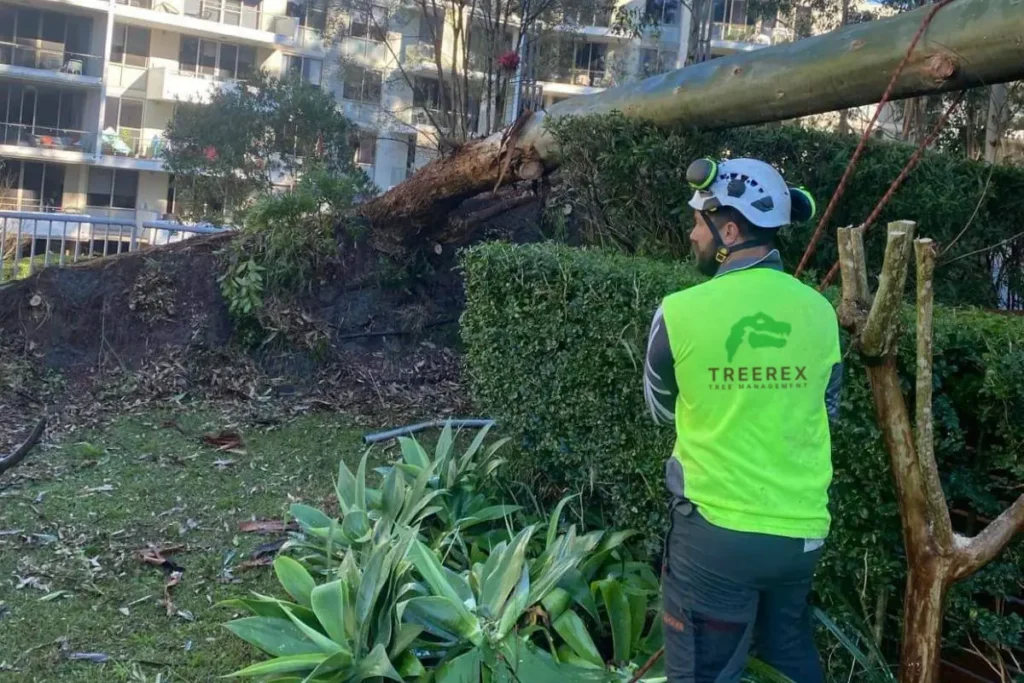 arborist hills district