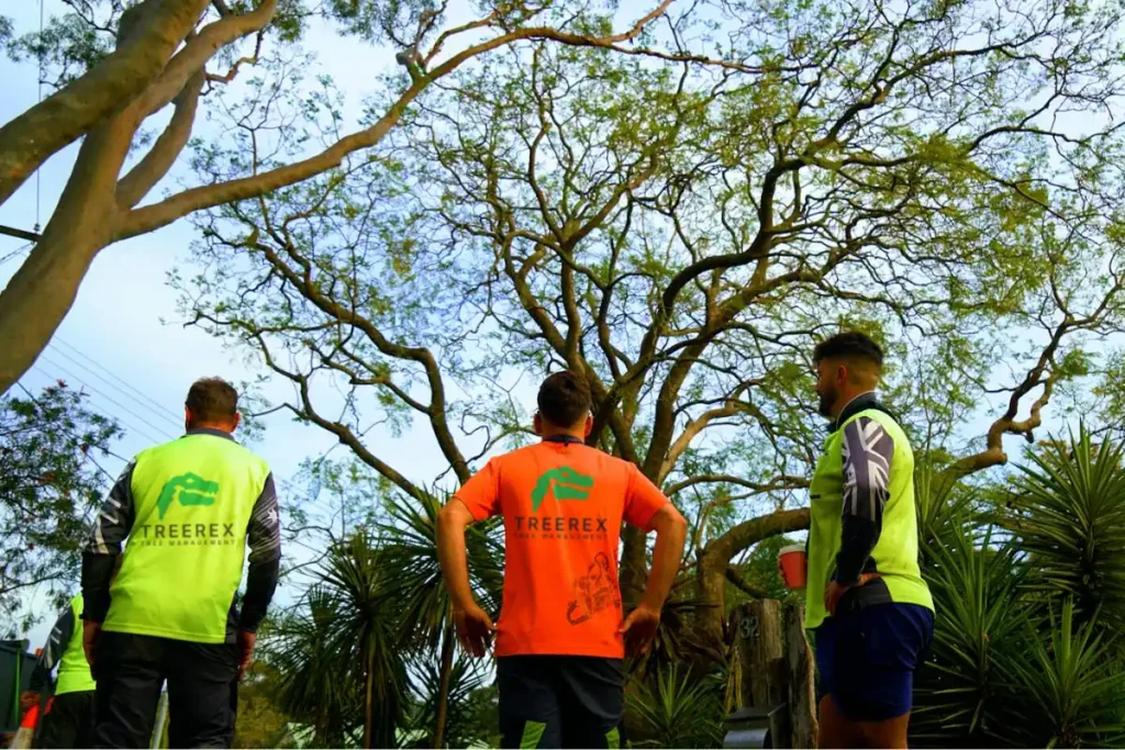 certified arborist assessment in Sydney